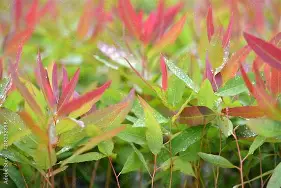Eucalyptus Saplings